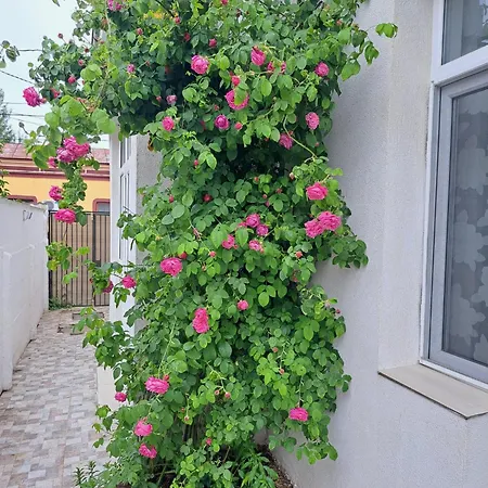 Guest house Yraida's House Constanta